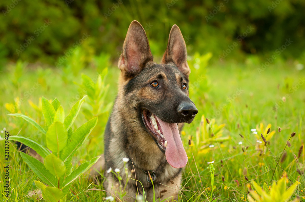 Portrait of a German Shepherd dog lying on the tall grass Portrait of a German Shepherd dog lying on the tall grass