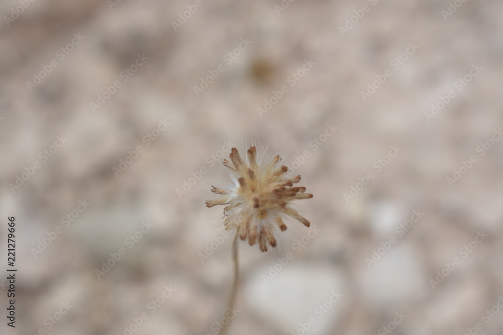 Fototapeta premium plant in the desert backdrop
