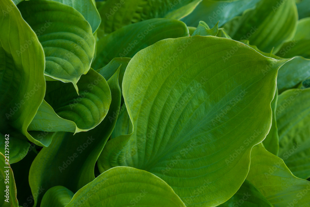 Obraz premium Green leaf colors texture