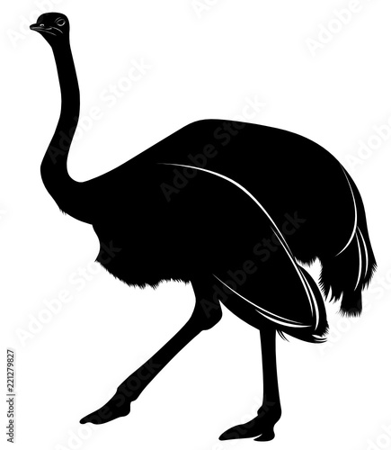 silhouette of a bird ostrich isolated on white background
