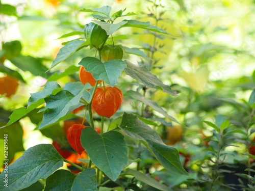Fruiting Solanum pseudocapsicum Winter cherry