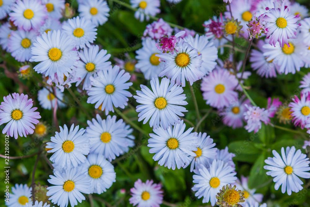 Fototapeta premium Pink flowers on the background of green grass