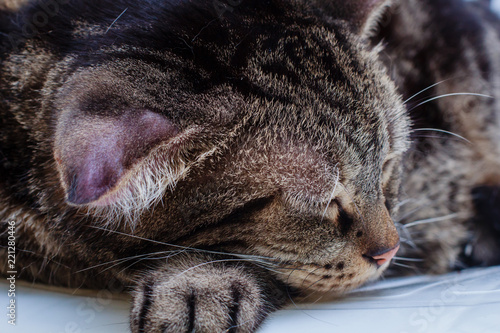 Φωτογραφία The cat are infected with Aural Haematoma on his ears.