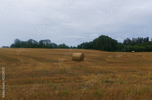 bundles of hay rolls on the farmland, twisted hay in the field