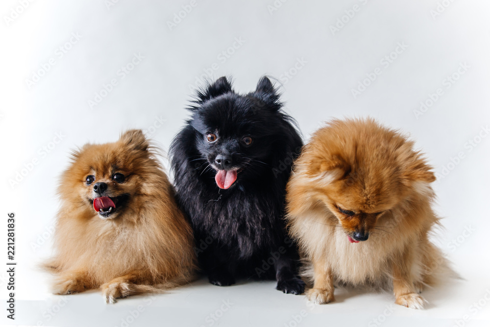 an image of furry Spitz puppy on white background an image of furry Spitz puppy on white background