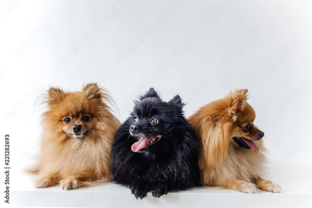 an image of furry Spitz puppy on white background an image of furry Spitz puppy on white background