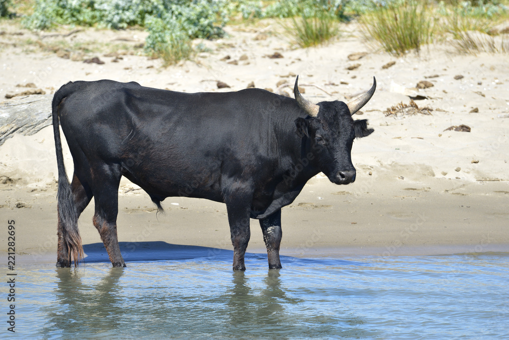 Famous bull of Camargue in water in France Famous bull of Camargue in water in France