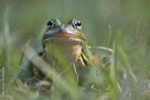 Green frog (Rana esculenta), sits in the grass, animal portrait, Lower Saxony, Germany, Europe photo