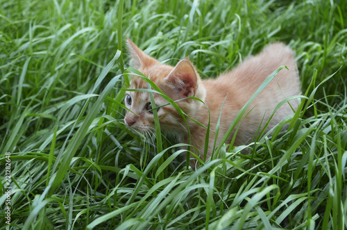 Orange fluffy kitten hiding in the green grass on a summer day © Tatyana