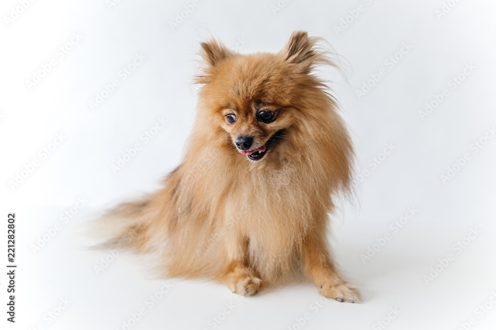 an image of furry Spitz puppy on white background an image of furry Spitz puppy on white background