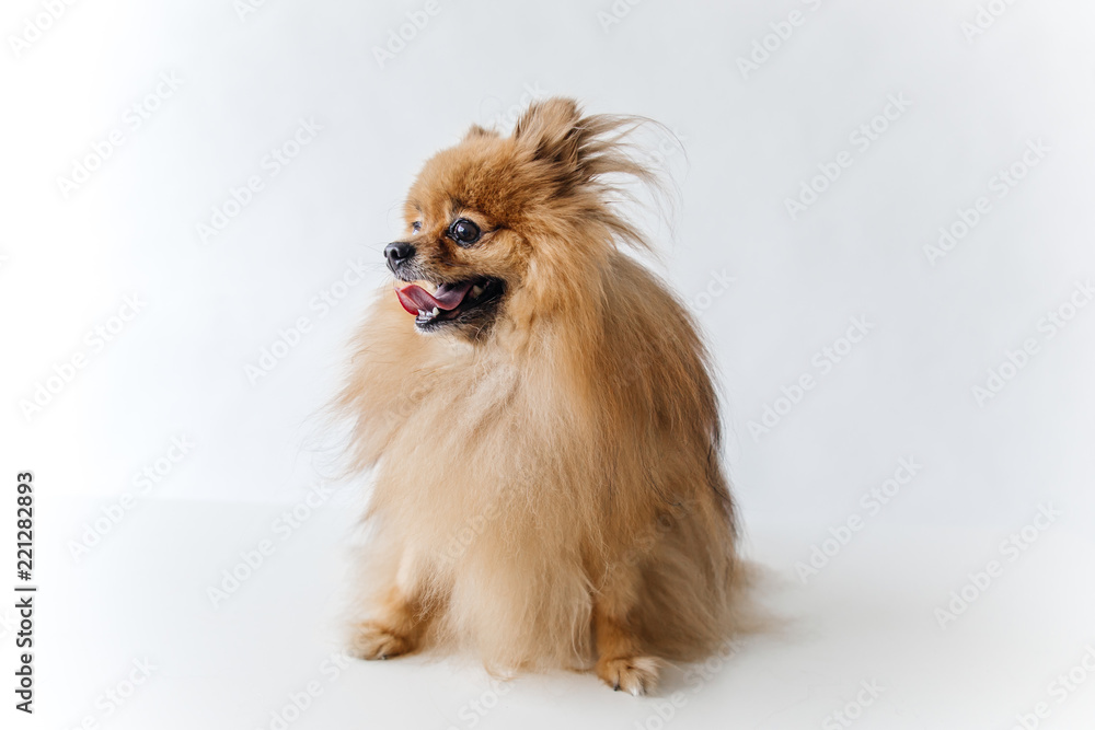 an image of furry Spitz puppy on white background an image of furry Spitz puppy on white background