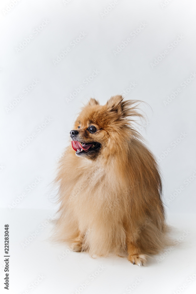an image of furry Spitz puppy on white background an image of furry Spitz puppy on white background