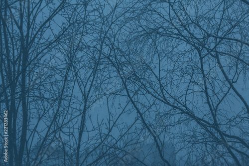 Foggy weather forest