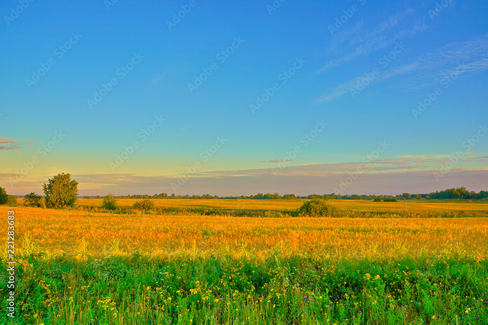 Dawn over the rye field.