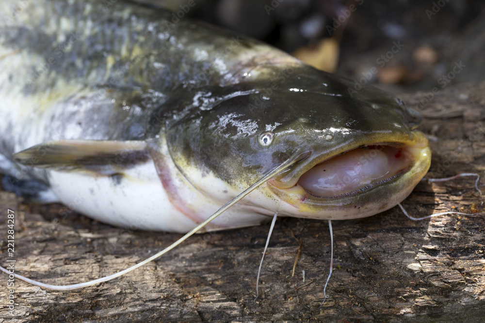 Wels Catfish – Silurus glanis – in detail