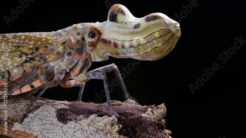 Lantern Bug (Fulgora laternaria, family Fulgoridae) walks along a branch  in the rainforest, Ecuador. photo