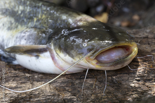 Obraz na płótnie Wels Catfish – Silurus glanis – in detail w salonie