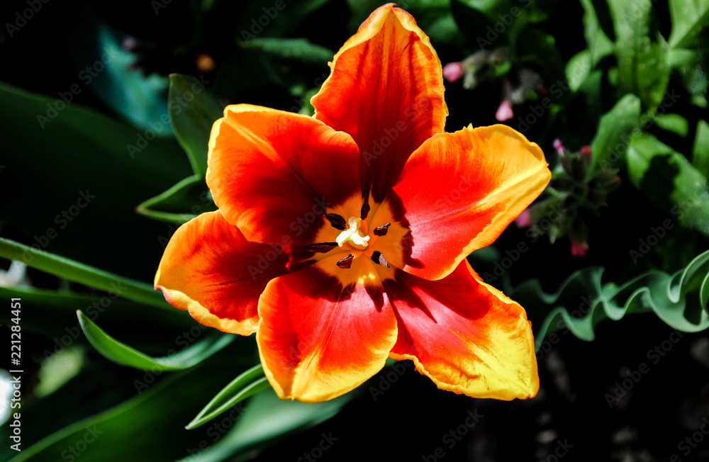 Beautiful flowers of red tulip Beautiful flowers of red tulip