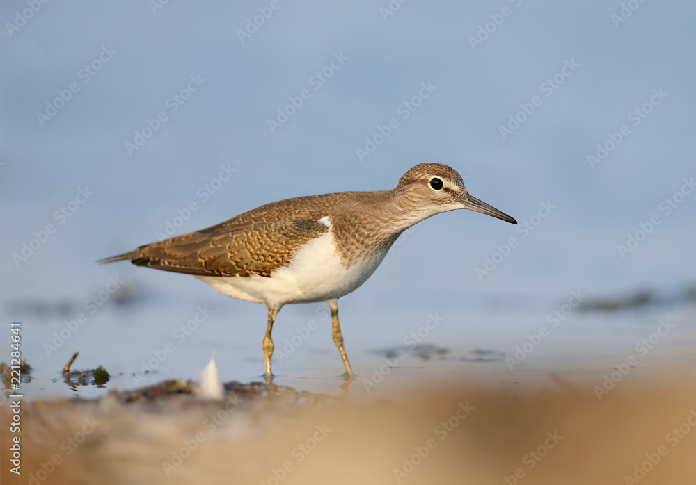 Unusual portrait of a common sandpiper with a big butterfly in its beak Unusual portrait of a common sandpiper with a big butterfly in its beak