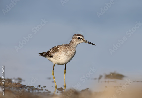 Wood sandpiper stands in a blue water and looka in a camera