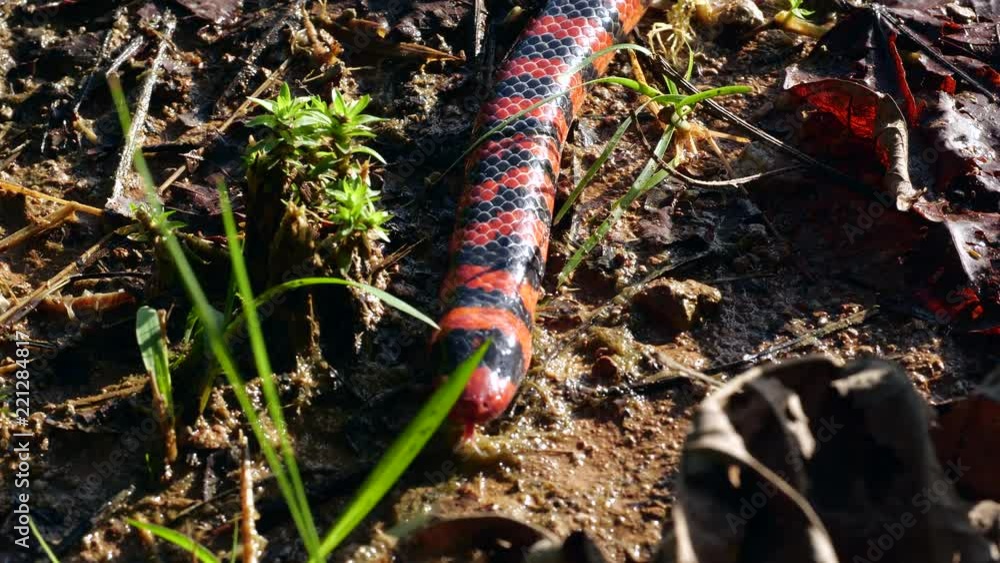 Coral Pipesnake (Anilius scytale). A rare nonvenomous snake from the Amazon. The red and black