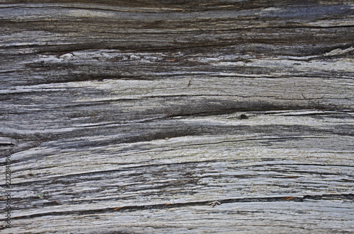 Arrière plan en bois: écore d'arbre de résineux, pin ou sapin 