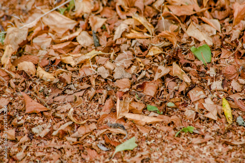 Background of autumn dry leaves