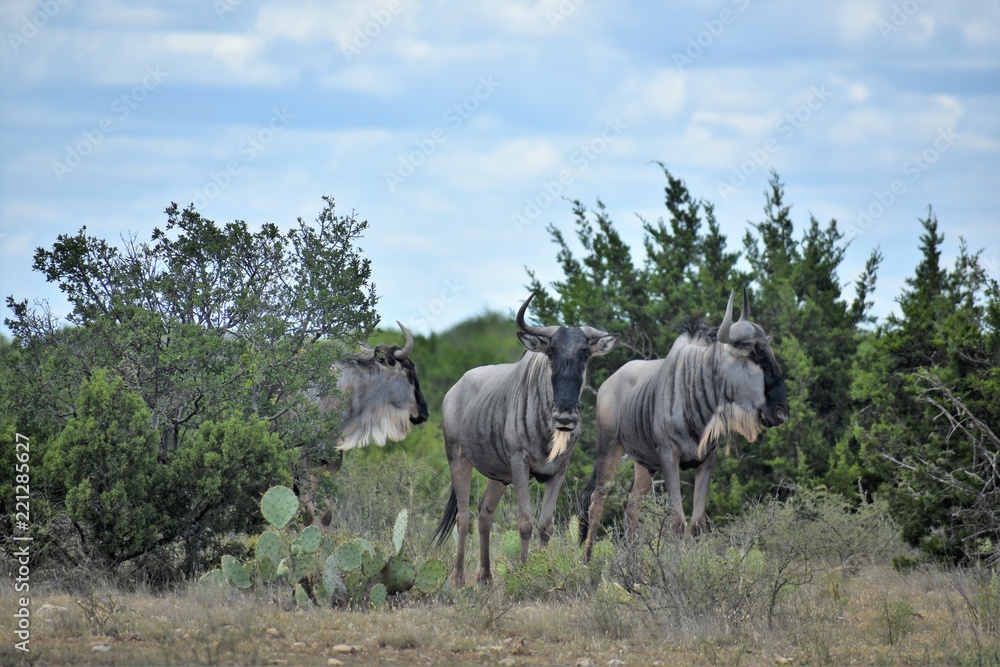 Fototapeta premium close up of a wildebeest herd