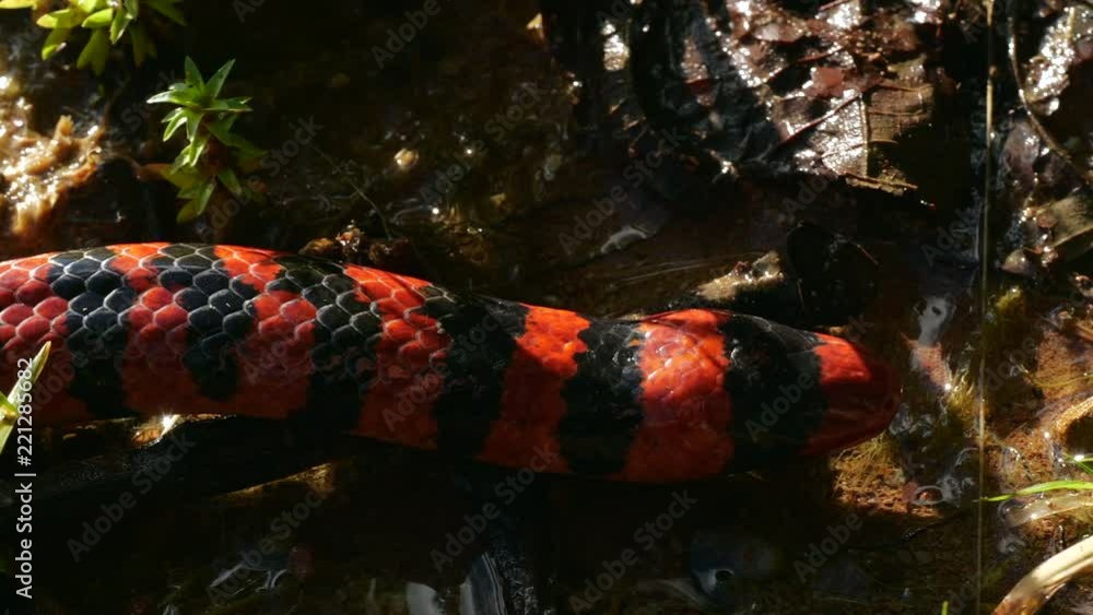 Video Stock Coral Pipesnake (Anilius scytale). A rare non-venomous ...