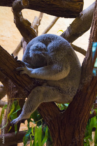 Photography Koala