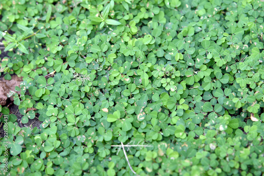Green clovers leaf. Weed. Background textures. Green clovers leaf. Weed. Background textures.