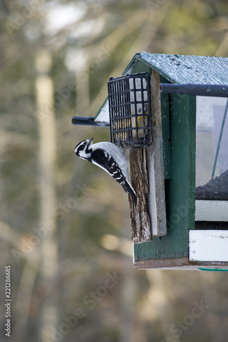 Female Downy Woodpecker