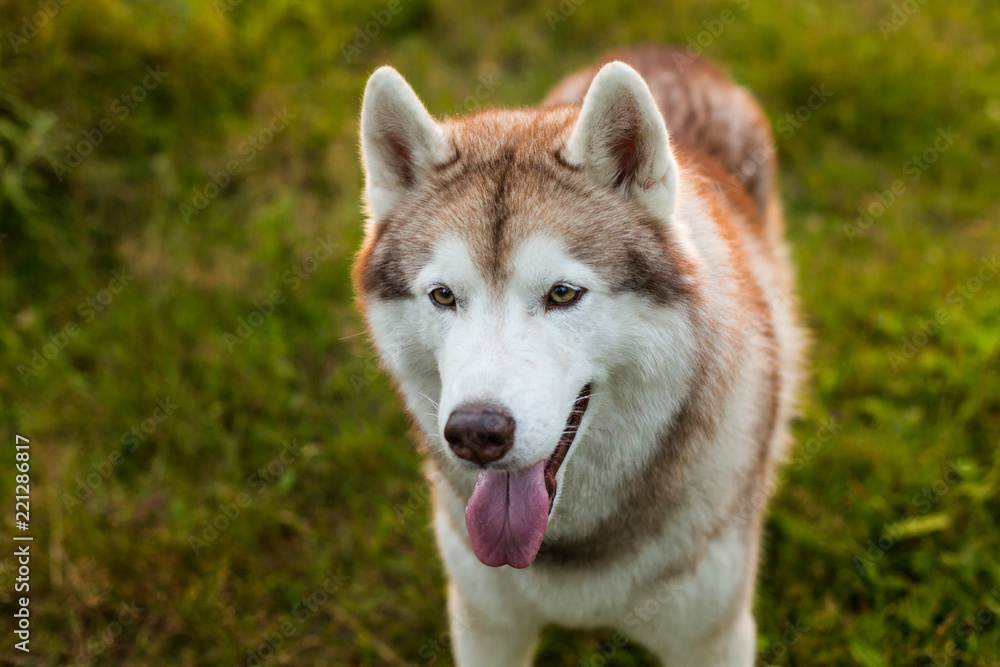 Profile portrait of cute beige and white dog breed siberian husky standing in the grass in early fall at sunset