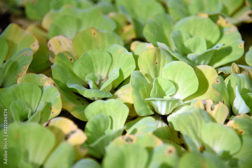 Duckweed. Green Duckweed natural background on water. Duckweed. Green Duckweed natural background on water.