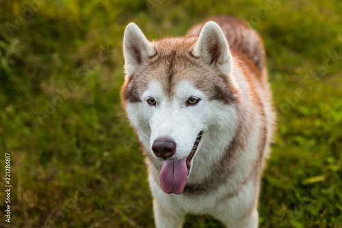 Profile portrait of cute beige and white dog breed siberian husky standing in the grass in early fall at sunset