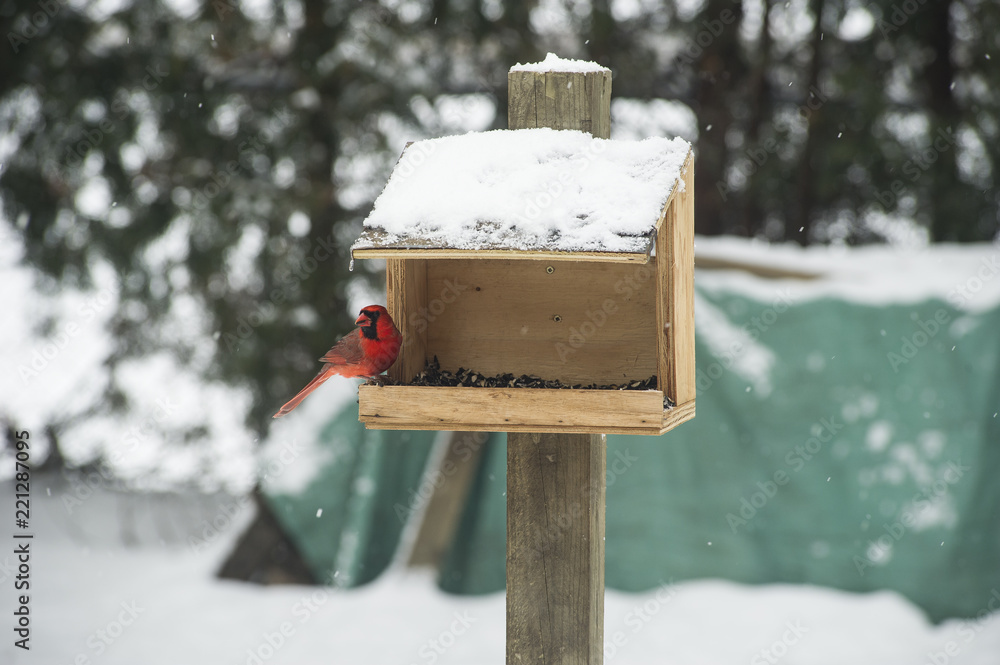 Naklejka premium Cardinal