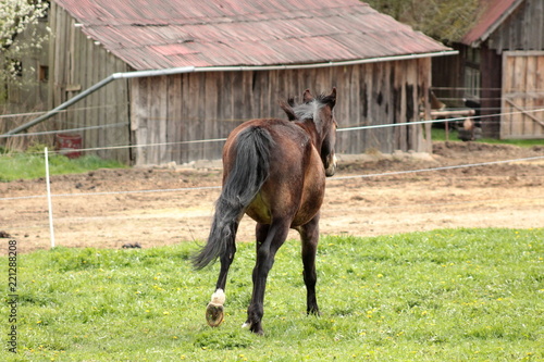 Fotografía Czech warmblood running
