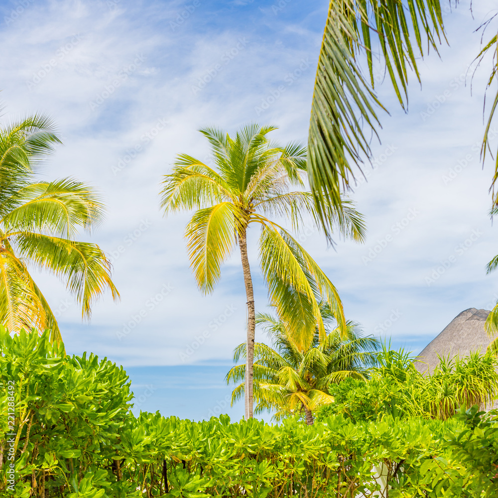 Perfect tropical palms and road, exotic island