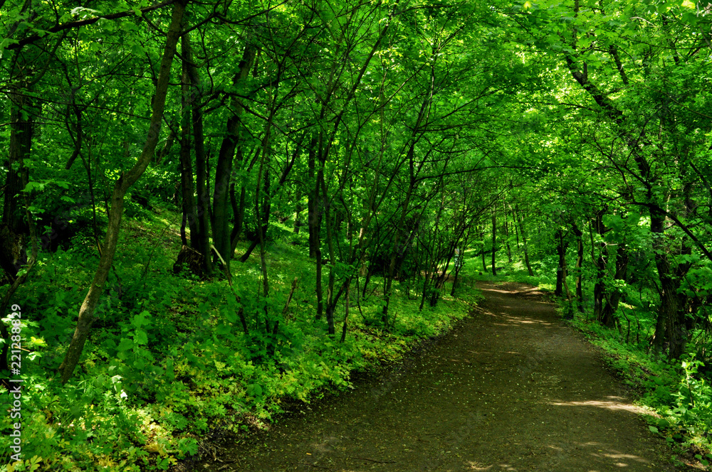 Spring footpath