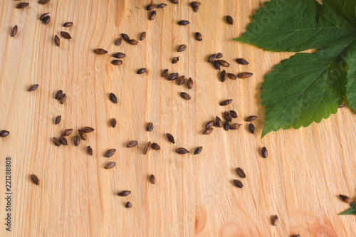 scattered grains of chocolate barley malt on a light wooden background and a sheet of hops