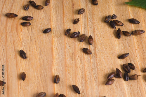 scattered grains of chocolate barley malt on a light wooden background and a sheet of hops