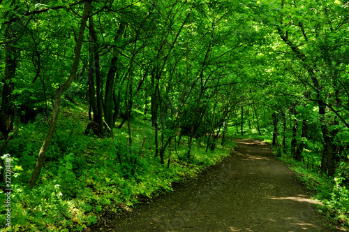 Spring footpath