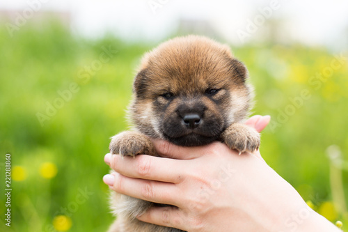 Close-up Portrait of lovely two weeks old shiba inu puppy in the hands of the owner in the buttercup meadow