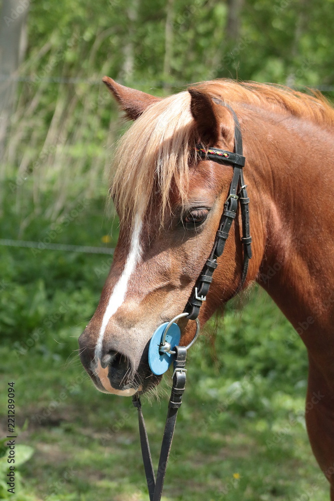 Obraz premium Welsh part bred