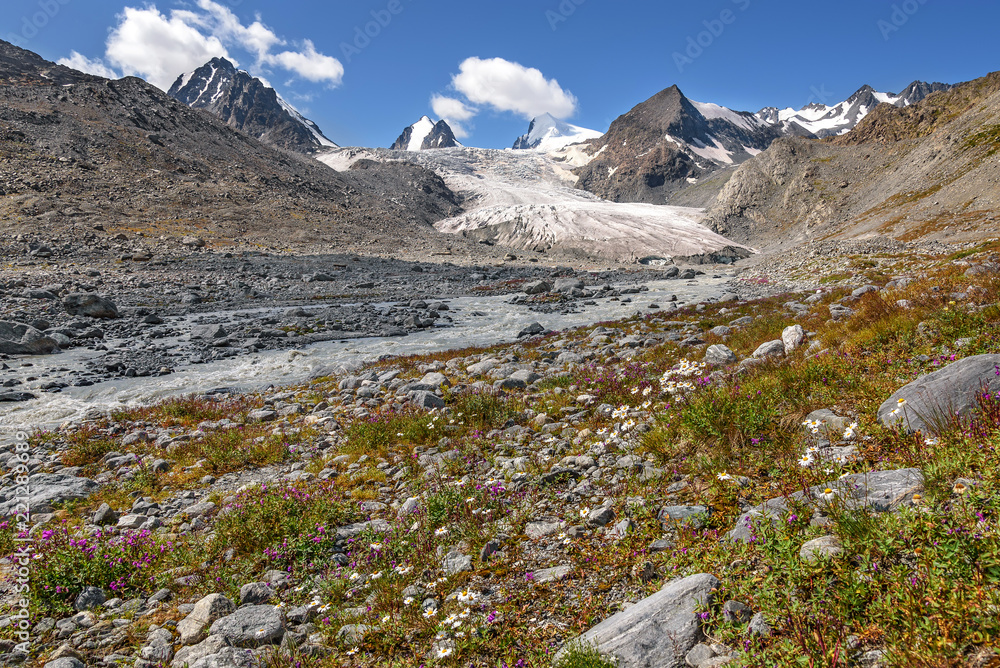 glacier mountains chamomile flowers river