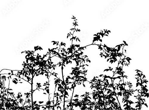 Realistic grass silhouettes from nature (Vector illustration).