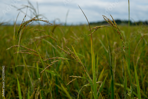 Detail rice field