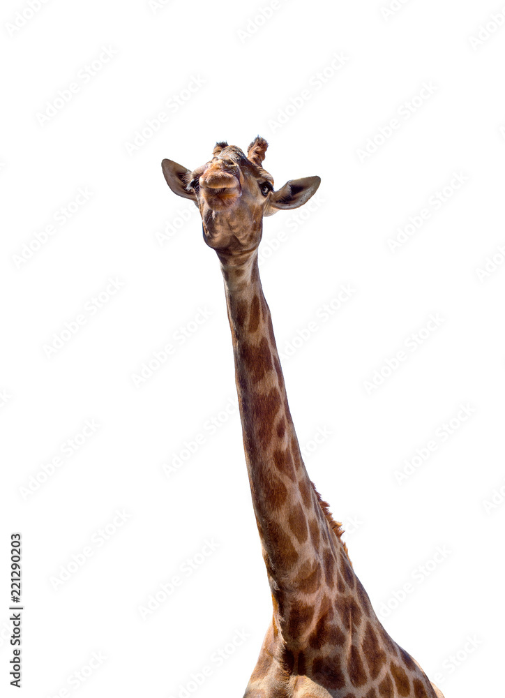 Obraz premium giraffe with long neck