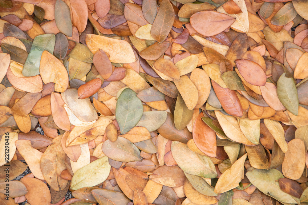 Dry leaves autumn background.texture of yellow leaves on the ground Dry leaves autumn background.texture of yellow leaves on the ground