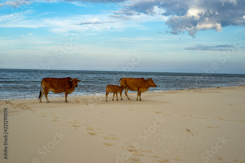 Cows on the sand beach